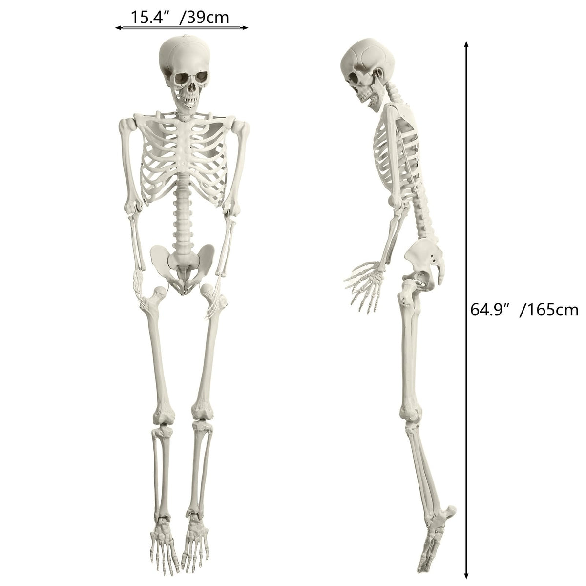 5.4ft Posable Plastic Skeleton V7404