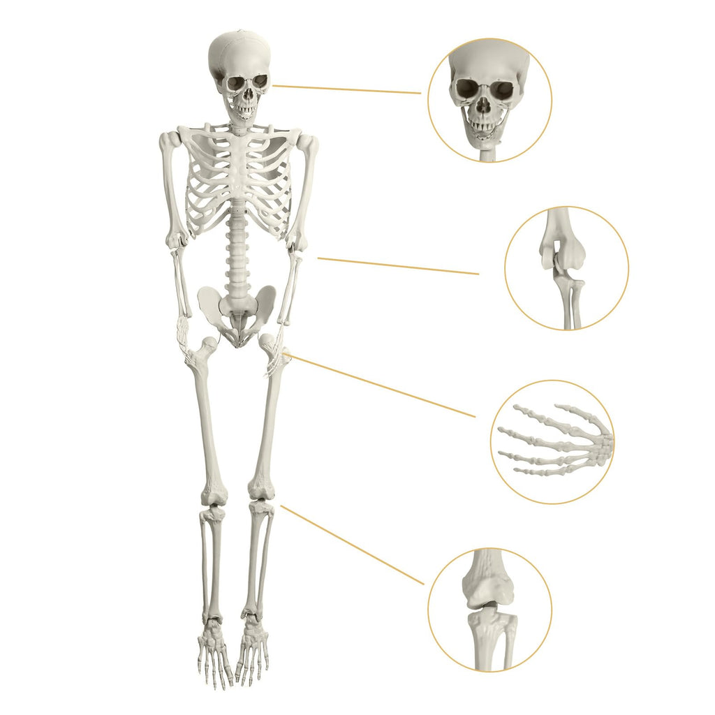 5.4ft Posable Plastic Skeleton V7404
